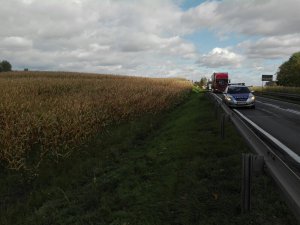 Wydartowo na granicy powiatu gnieźnieńskiego z mogileńskim. Pierwsze trzy zdjęcia ilustrują miejsce w którym 70-latek wszedł w pole kukurydzy, kolejne dwa - miejsce w którym został wyprowadzony.
