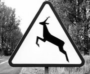 znak drogowy: uwaga zwierzę na drodze