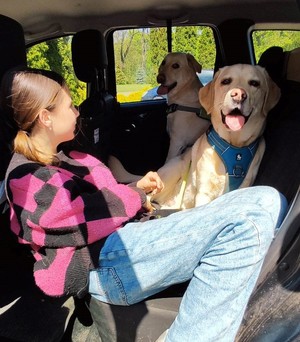 w samochodzie pies, kolor biszkoptowy, rasa labrador i dwie nastolatki